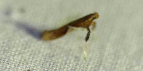 Réf. 251 689 : Caloptilia stigmatella